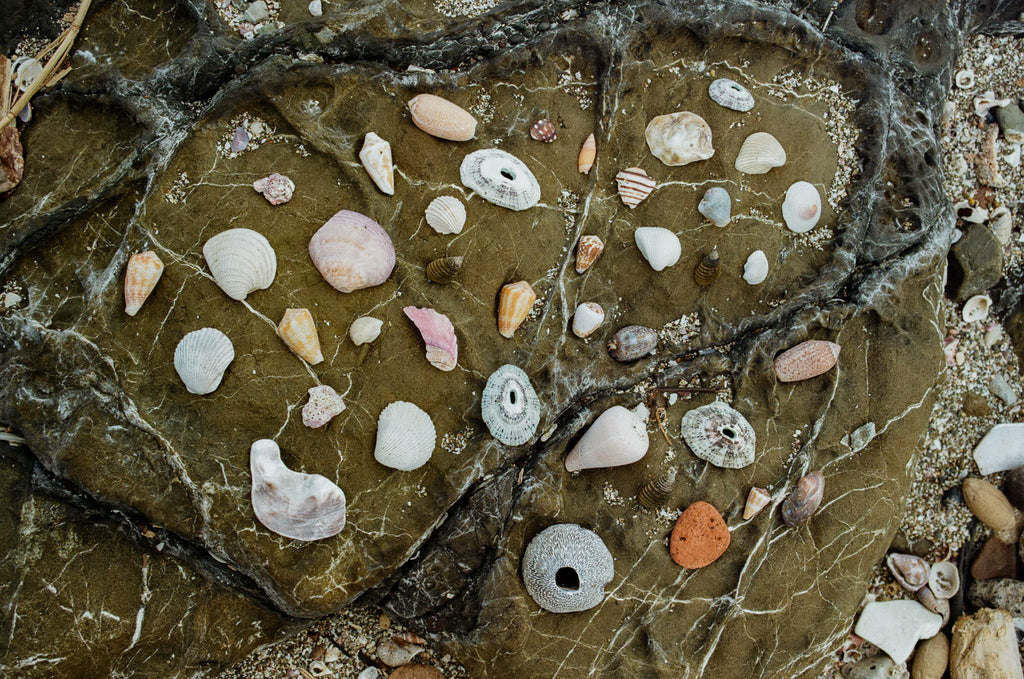 Collection of seashells, coral fragments, and natural stones arranged on a textured rock surface, showcasing organic patterns and coastal formations. A study of marine biodiversity and natural geometry.