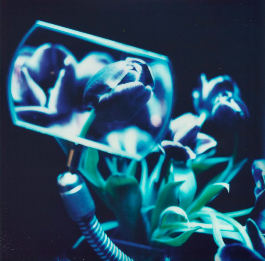 Futuristic close-up of deep blue tulips magnified through a curved glass lens, illuminated with cool-toned lighting. A surreal exploration of nature, technology, and perception in contemporary photography.