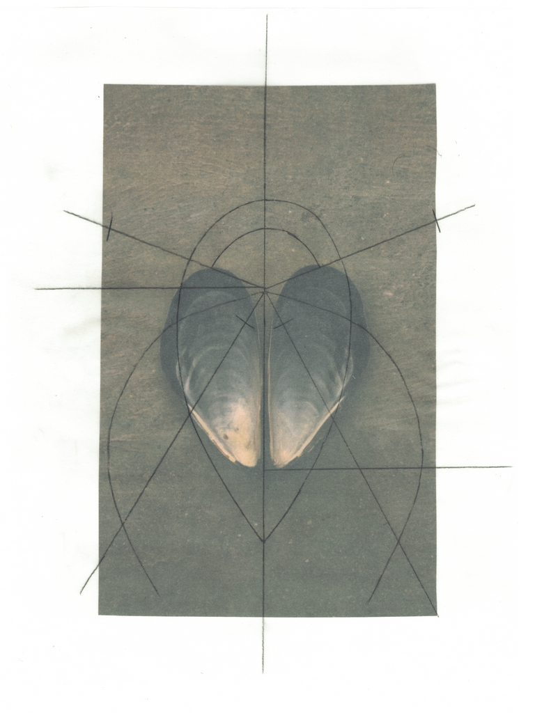 Abstract artwork featuring a symmetrical mussel shell overlaid with sacred geometry linework, exploring the intersection of nature, mathematics, and design. Organic symmetry and geometric precision in contemporary mixed-media art.