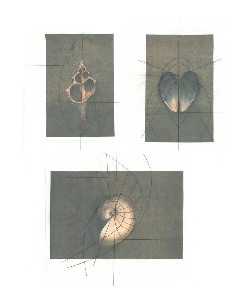 Triptych of seashell studies with overlaid geometric sketches, exploring the natural symmetry and mathematical design of marine forms. Featuring a spiral shell, a bivalve shell, and a lattice-like conch, this artwork highlights the intersection of nature, art, and scientific observation.